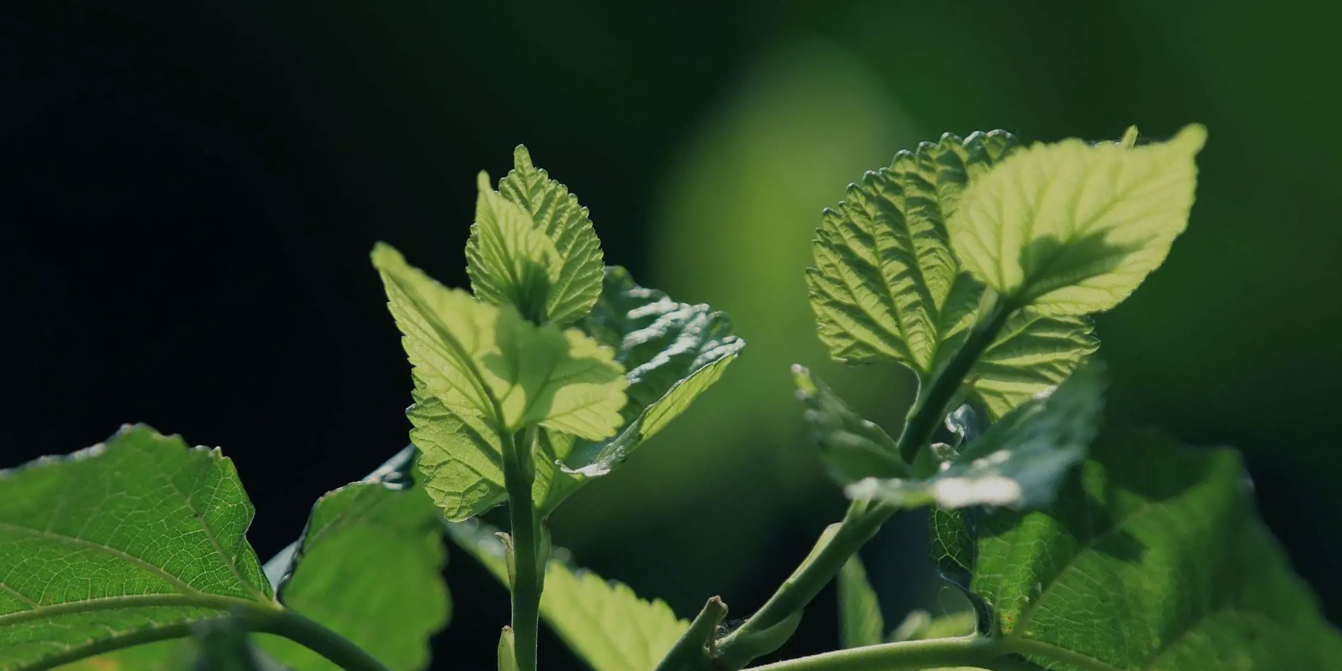 中国·威尼斯8040(股份)有限公司-官方网站